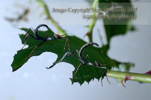 australian stick bug - baby