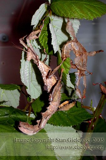 australian stick bug - baby