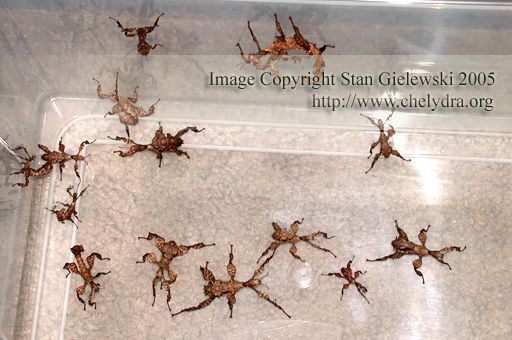 australian stick bug - baby