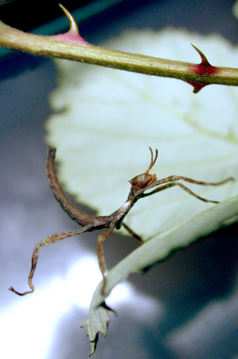 australian stick bug - baby
