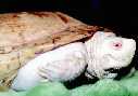 [ albino marsh turtle ]