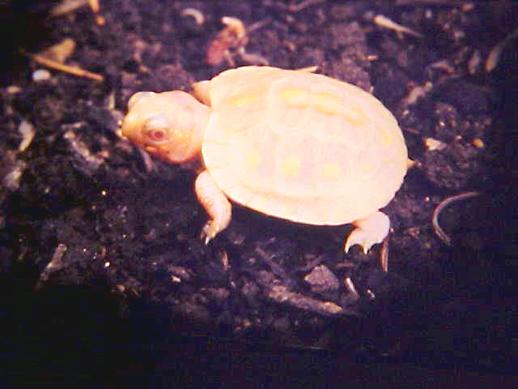  Albino Eastern Box Turtle 
