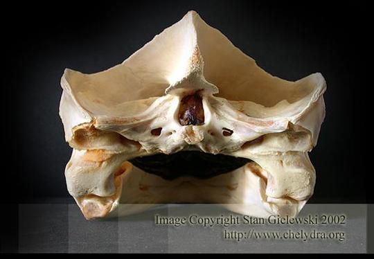 Snapping Turtle Skull