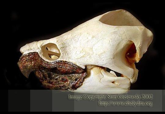Snapping Turtle Skull
