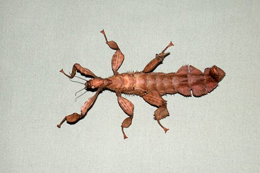 australian stick bug