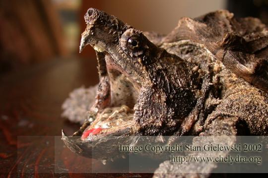alligator snapping turtle - head