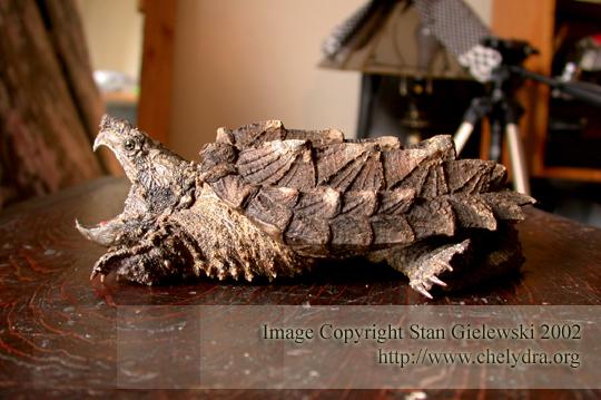 alligator snapping turtle - side