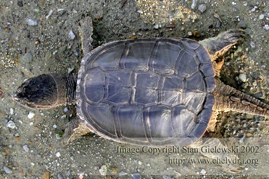 common snapping turtle - carapace