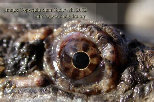common snapping turtle - eye