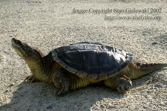 alligator snapping turtle - side