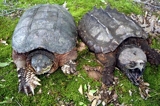 common vs. alligator snapping turtle