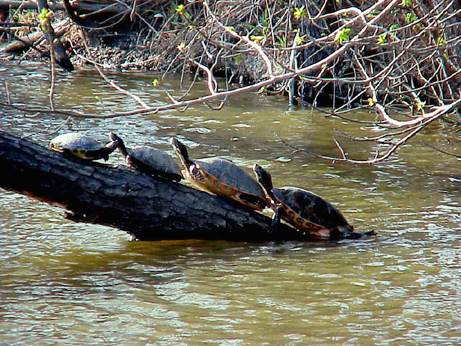  Yellow-bellied turtles 