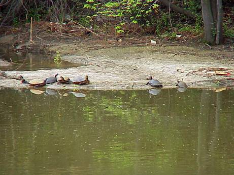  Yellow-bellied turtles 