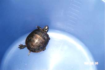  Chrysemys picta picta - eastern painted turtle 