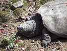 [ Common Snapping Turtle ]