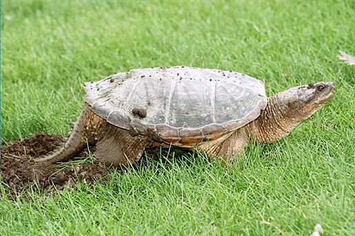 Common snapping turtle 