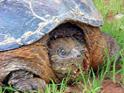[ Common snapping turtle ]