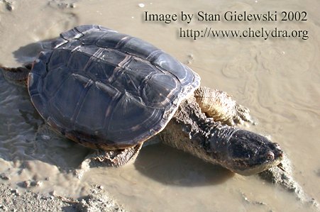 ... magine a hungry snapper moving slowly in a shallow water ...