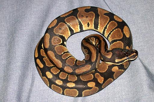 Python, Python Snakes, Ball Python, Big Python, Python for Sale