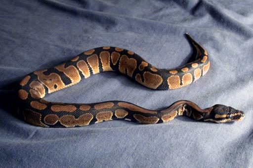 python07.jpg