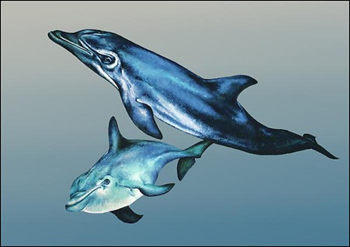 TWO DOLPHINS