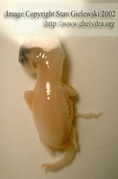 Snapping turtle embryo