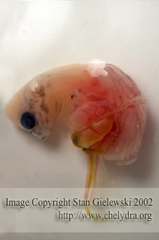 Snapping turtle embryo