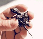 [ BABY COMMON SNAPPER ]