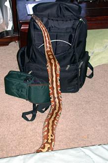  Blood Python - Python brongersmai 