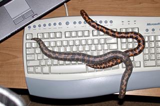  Kenyan Sand Boa - Eryx colubrinus loveridgei 