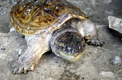  Chelydra serpentina acutirostris - Equadorian snapping turtle 