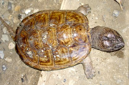  Chelydra serpentina acutirostris - Equadorian snapping turtle 