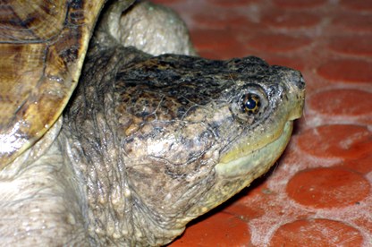 Chelydra serpentina acutirostris - Equadorian snapping turtle
