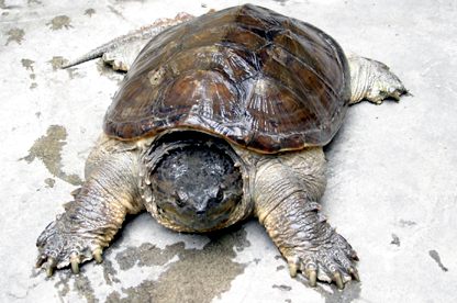 Chelydra serpentina acutirostris - Equadorian snapping turtle