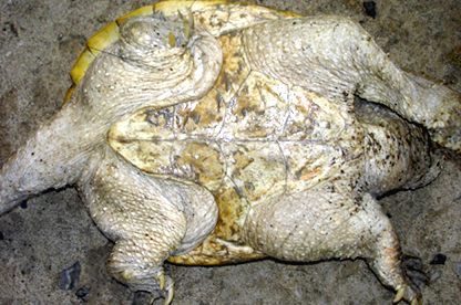 Chelydra serpentina acutirostris - Equadorian snapping turtle