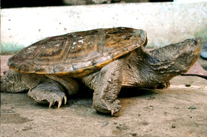 Chelydra serpentina acutirostris - Equadorian snapping turtle