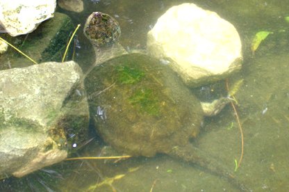  Chelydra serpentina acutirostris - Equadorian snapping turtle 