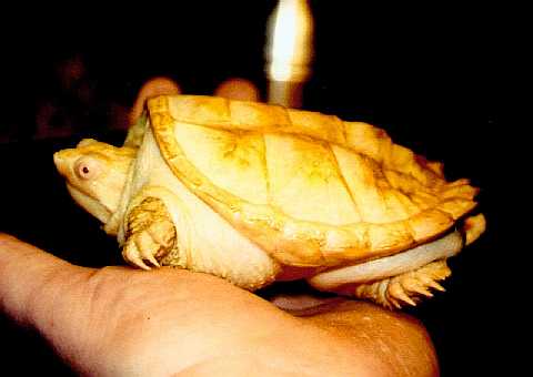  ALBINO SNAPPING TURTLE 