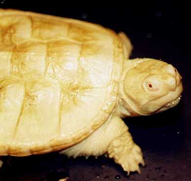  ALBINO SNAPPING TURTLE 