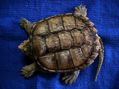  ALBINOTIC SNAPPING TURTLE 