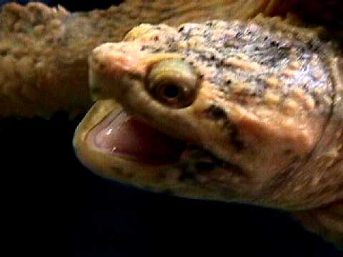  ALBINOTIC SNAPPING TURTLE  