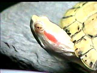  ALBINO RED-EARED SLIDER