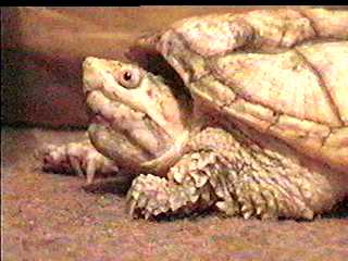  ALBINOTIC SNAPPING TURTLE  