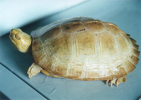  ALBINO TEMPLE TURTLE 