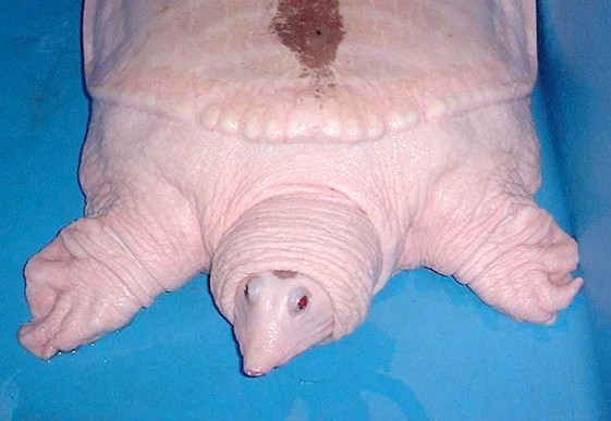  Albino Chinese Soft-shelled Turtle 