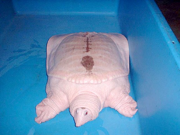  Albino Chinese Soft-shelled Turtle 
