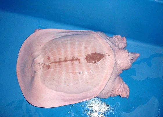  Albino Chinese Soft-shelled Turtle 