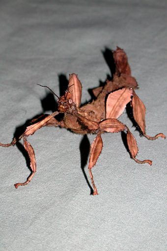 australian stick bug