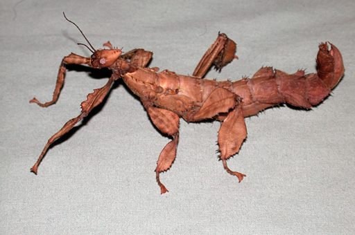 australian stick bug