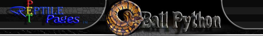  Ball Python 